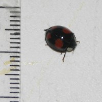Harlequin Ladybird
